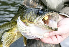 walleye fish