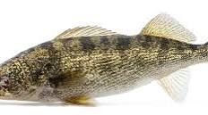 walleye
