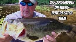 largemouth bass