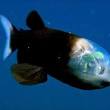 deep sea fish