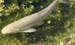 carp fish