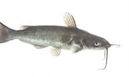 channel catfish