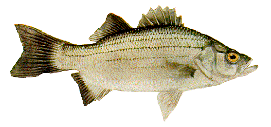 white bass