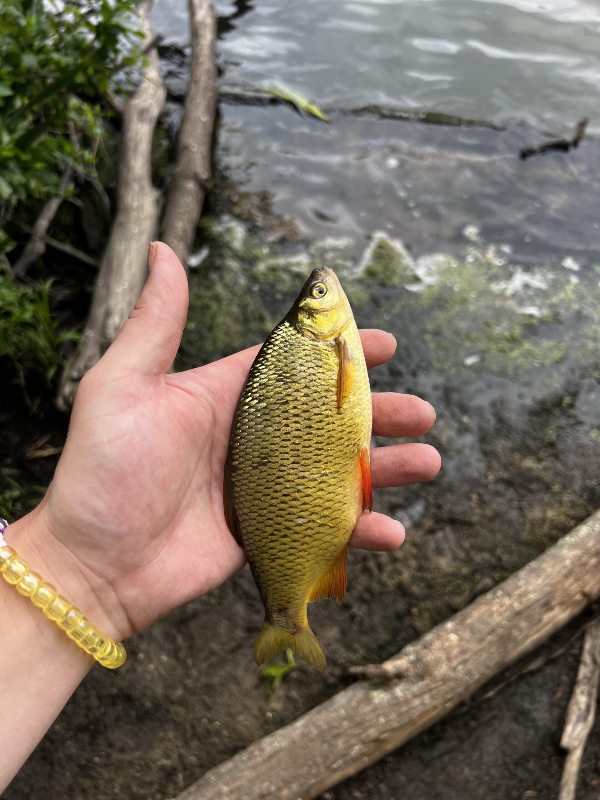 yellow perch
