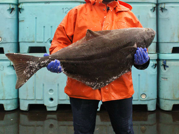 halibut fish