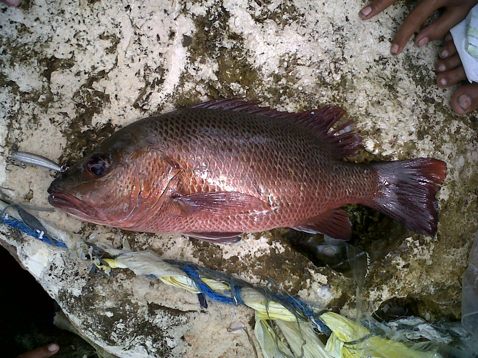 mangrove snapper