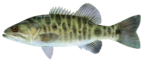 bass