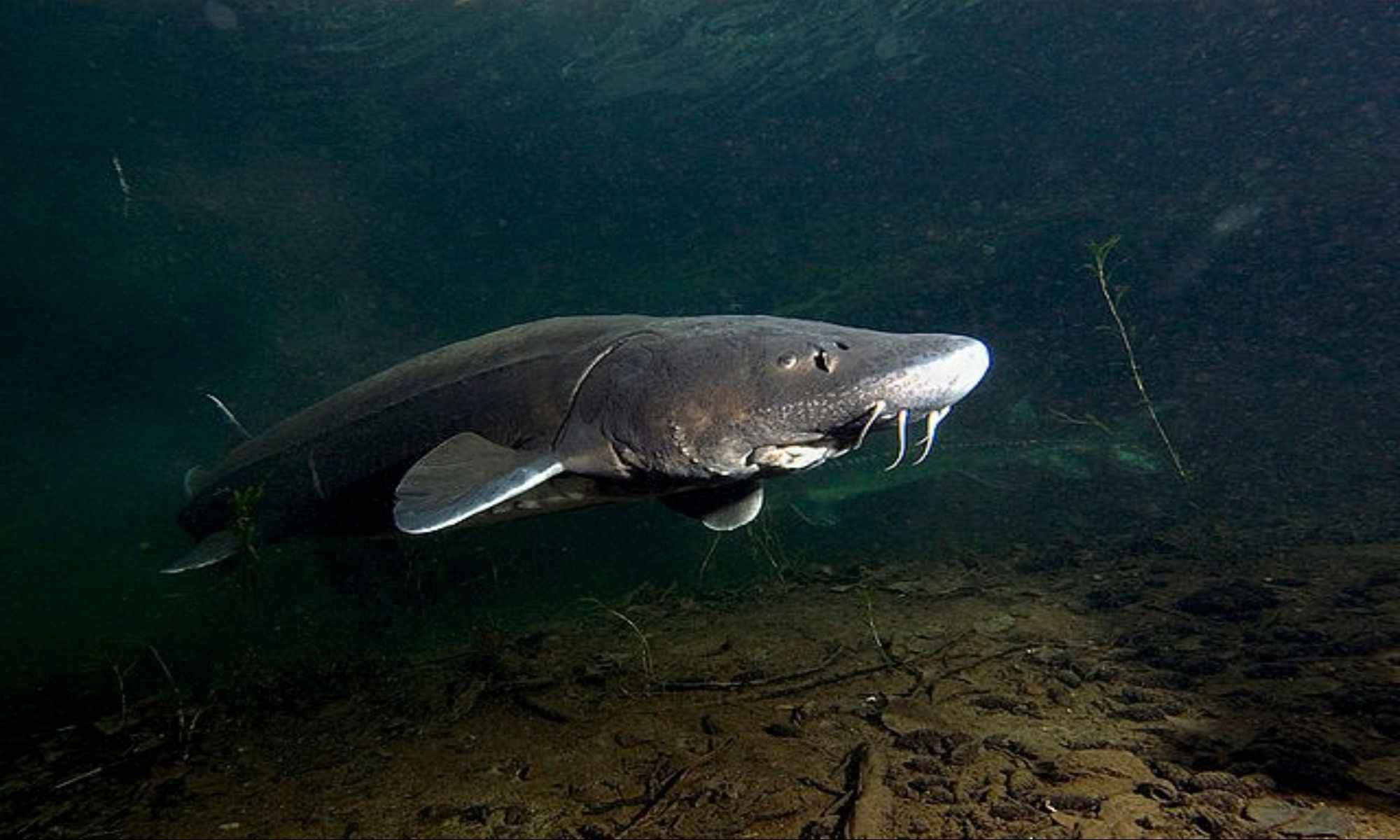 largest fish