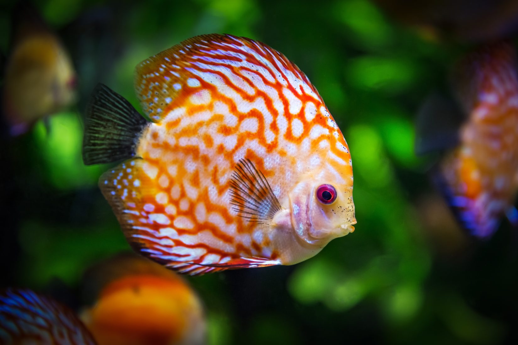 a fish