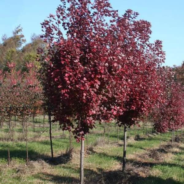 maple shade