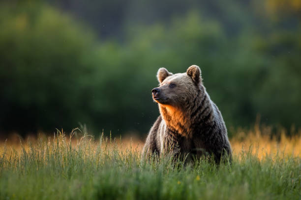 wildlife