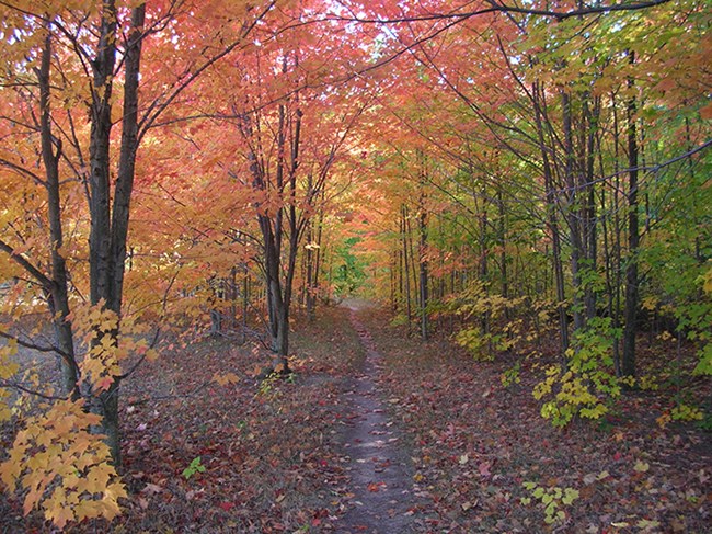 walking trail