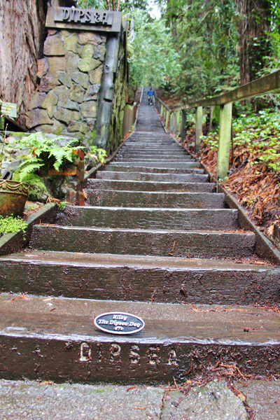 dipsea trail